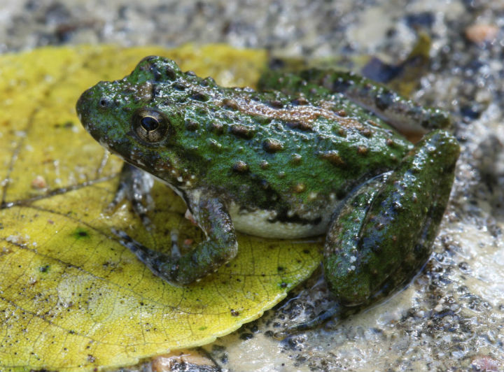 Cricket Frog